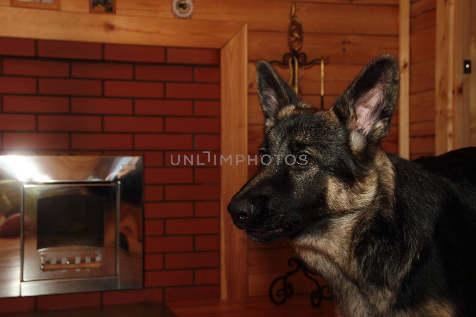 German Shepherd  in a wooden house  by Metanna