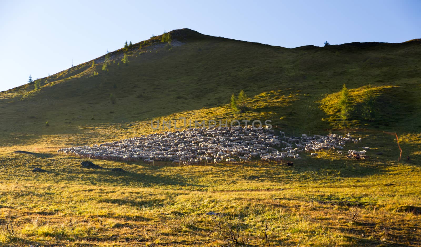 Herd of sheep in Dolomites, Italy