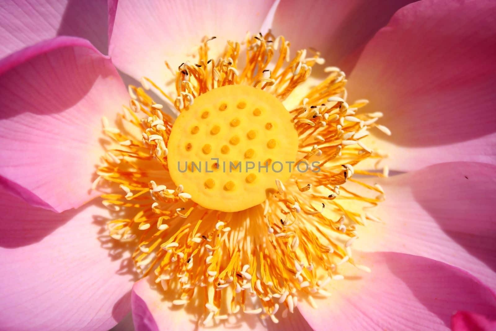 lotus core by Vadimdem