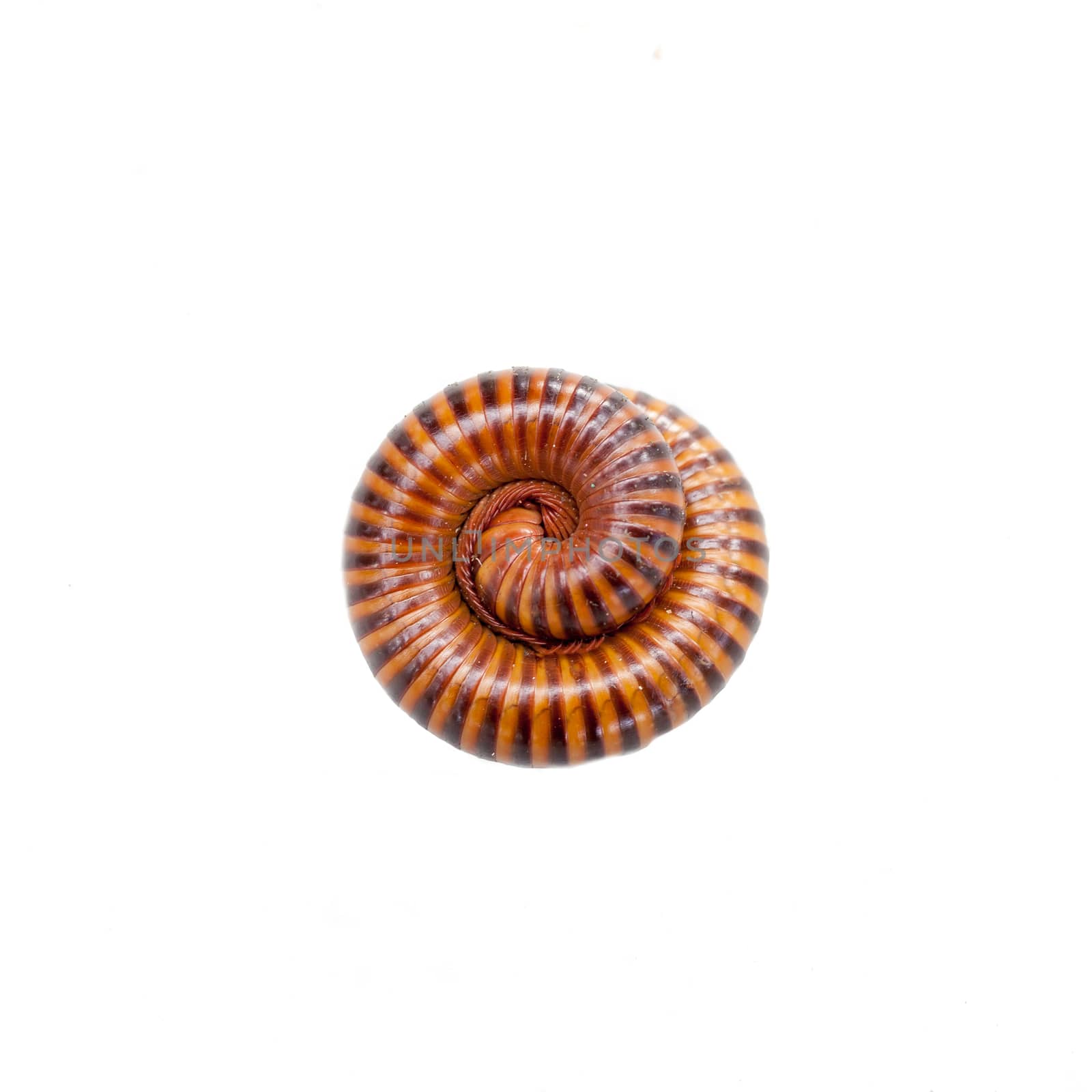 Millipede in isolated on white background .