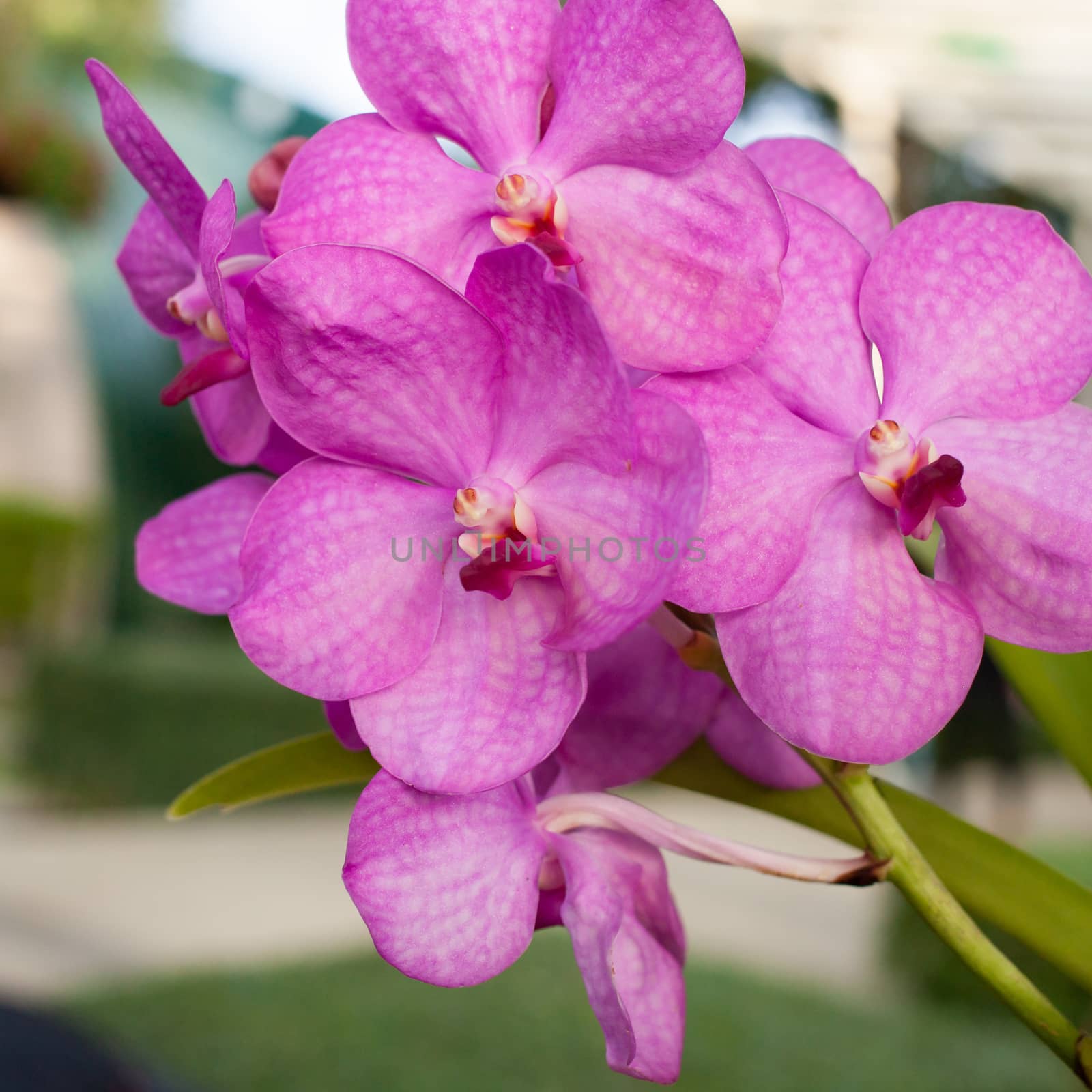 beautiful purple orchid phalaenopsis on natural background .