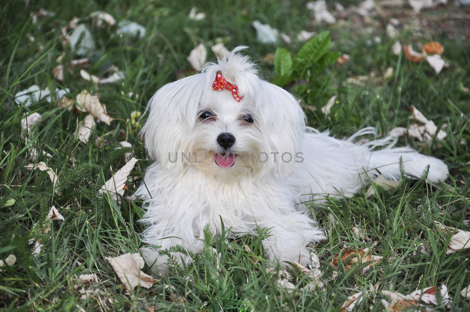 dog maltese lying in the grass