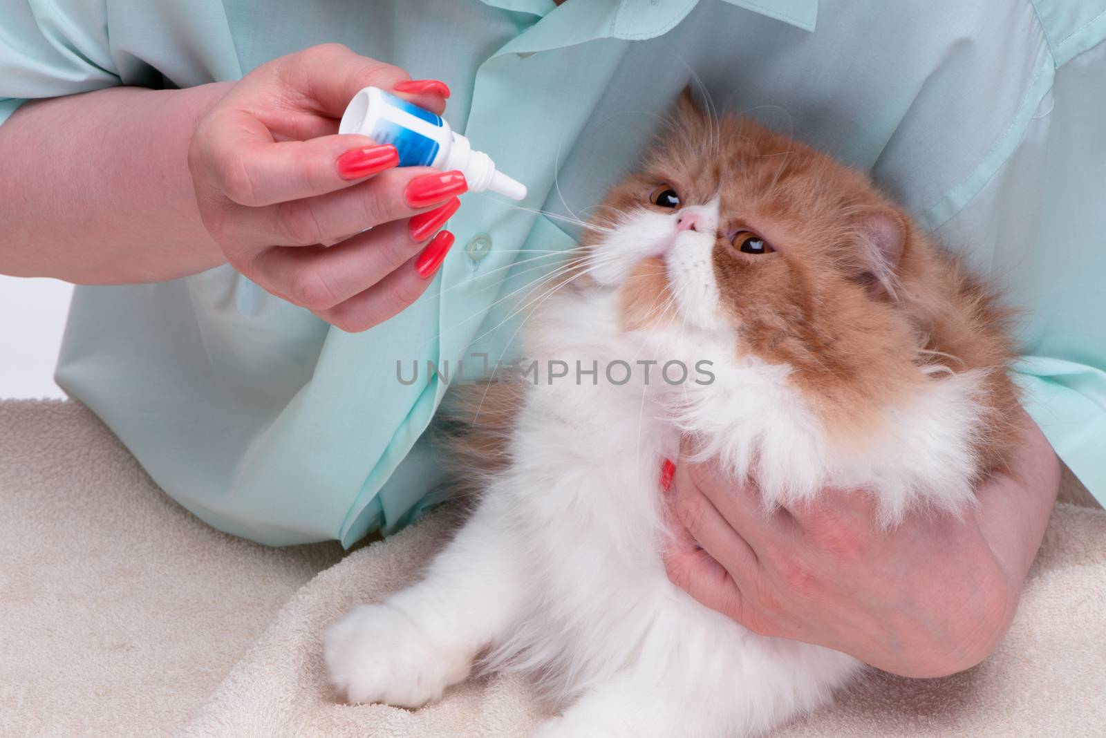 Female hands hold a cat and eye drops for a cat