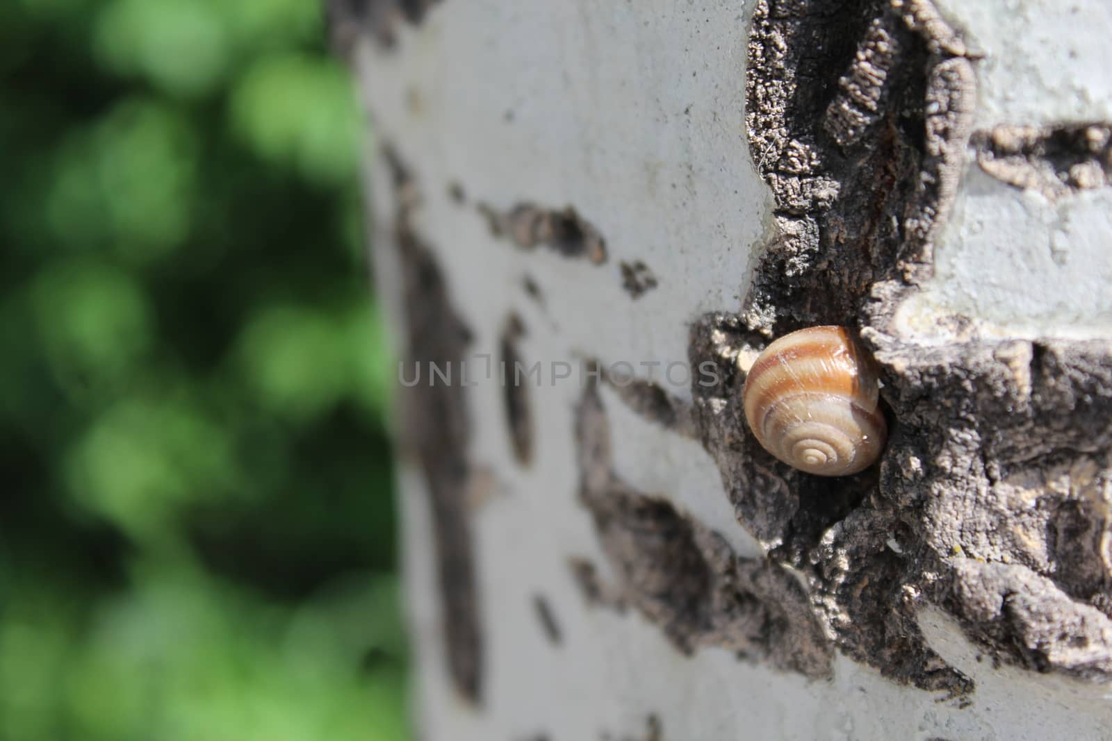 Snail hidden in his shell in the trunk of a tree.