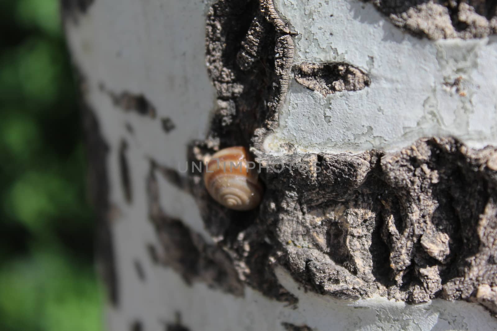 Snail in tree. by nurjan100