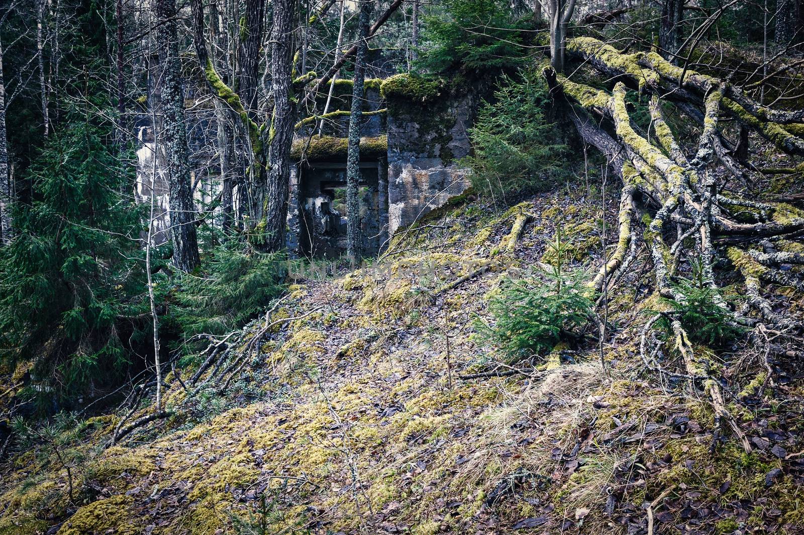 Moss on the old ruins in coniferous forest