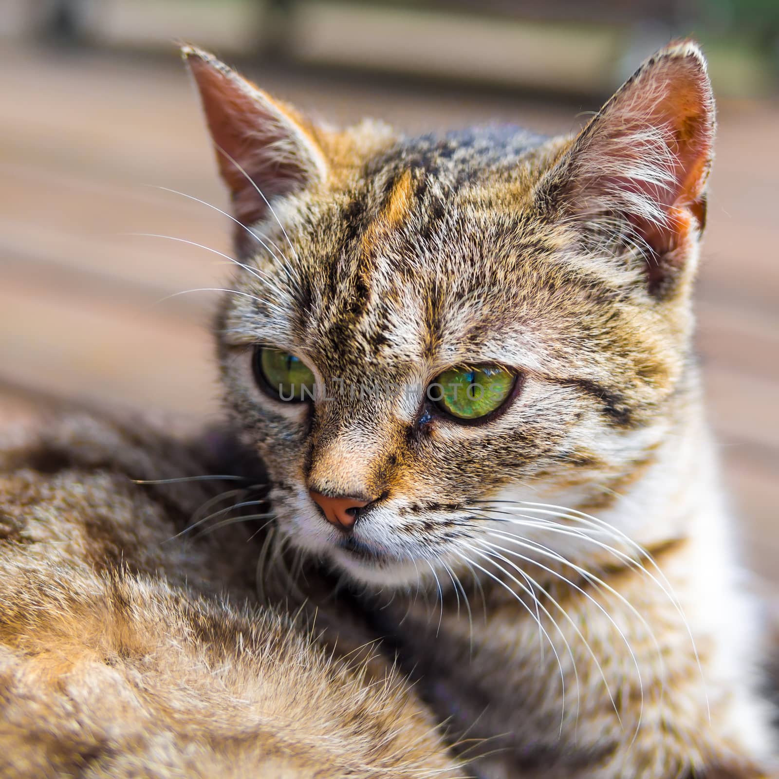 Cat head with soft background bright colours