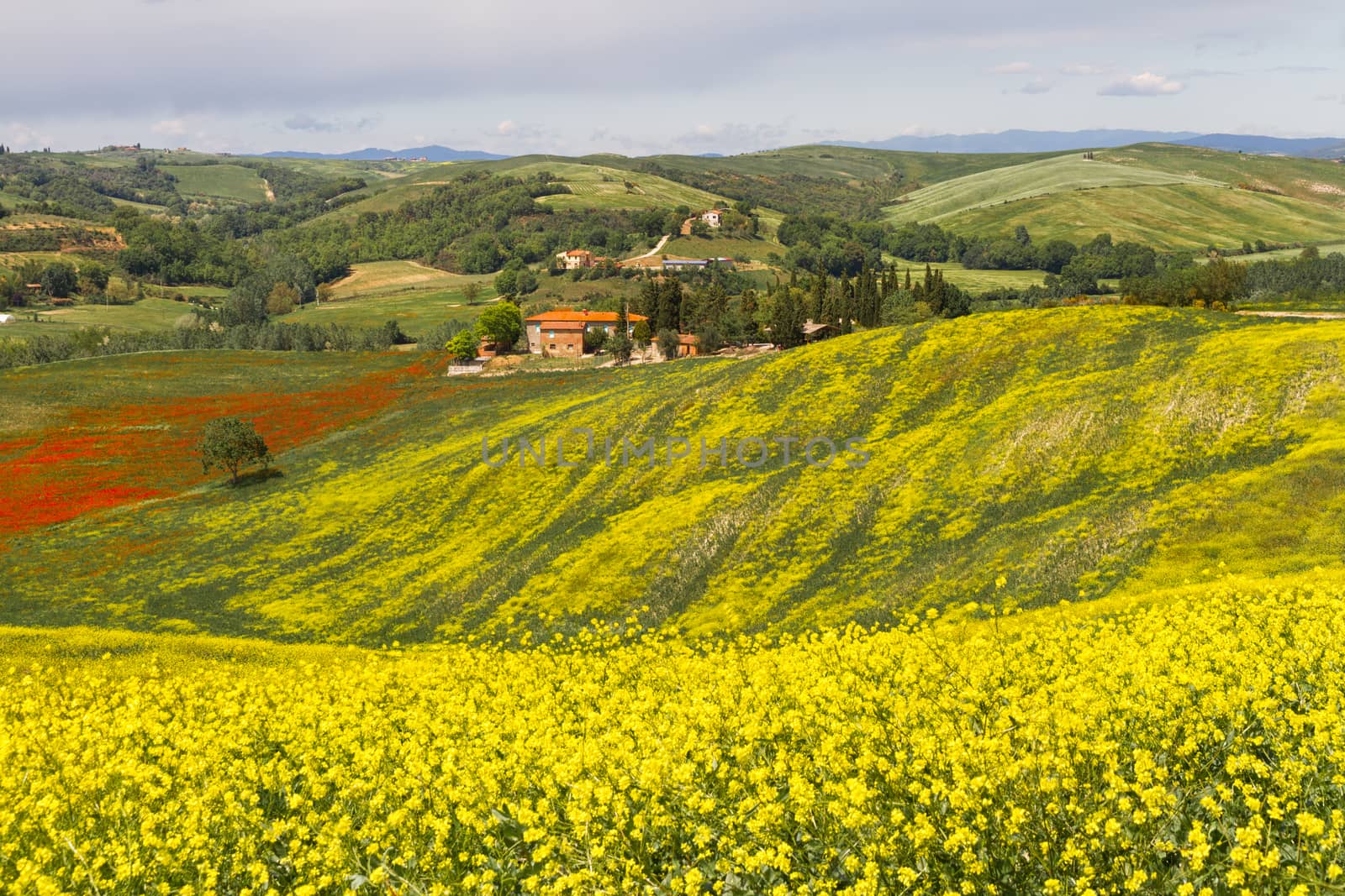 Tuscany landscape with blooming rapeseed near Siena, Italy