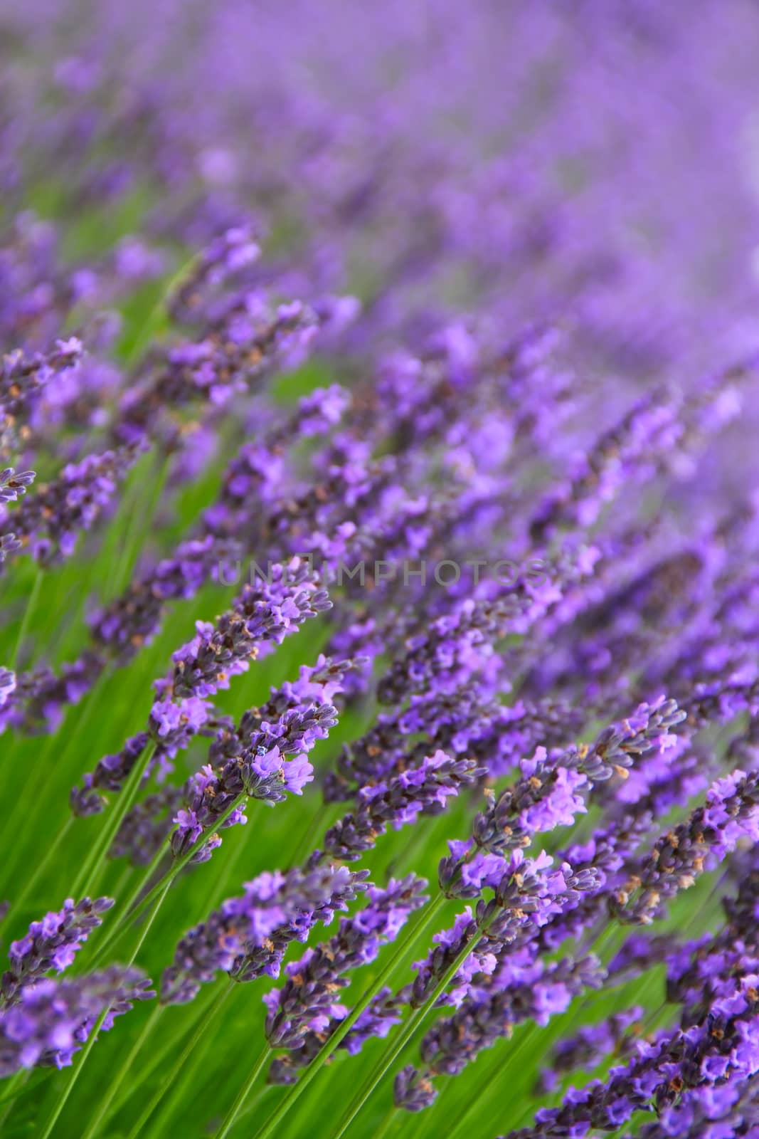 Beautiful Lavender Flowers shrub in garden close up view
