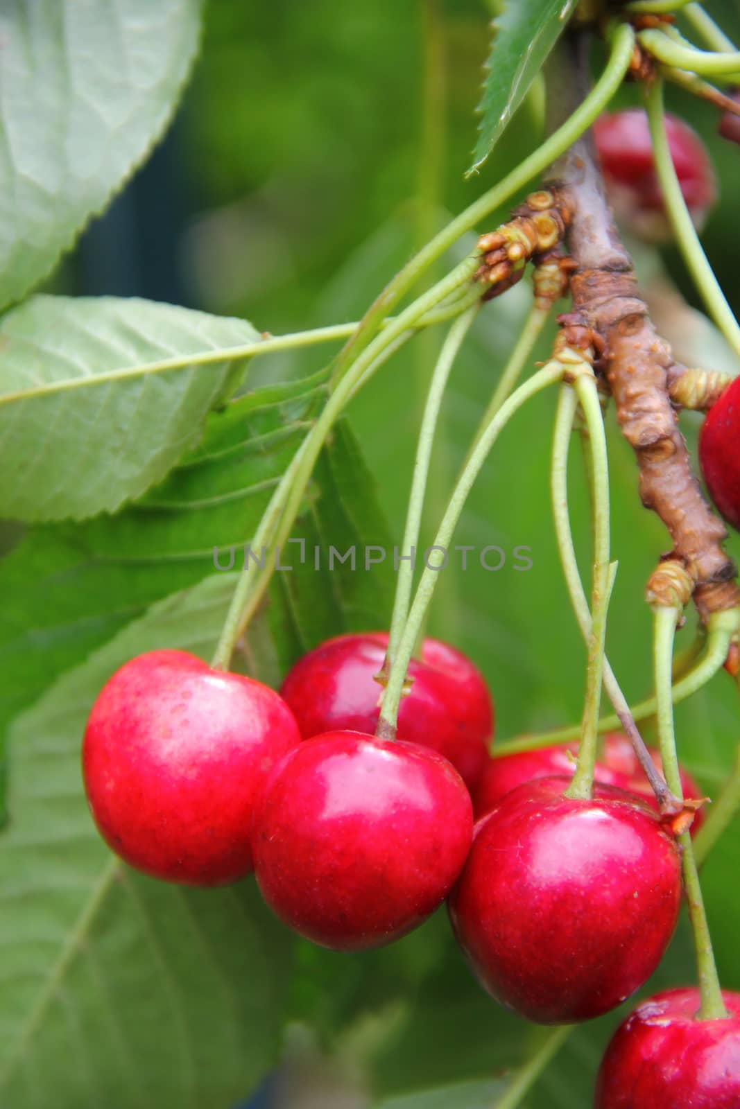 Ripe red cherry on branch close up view