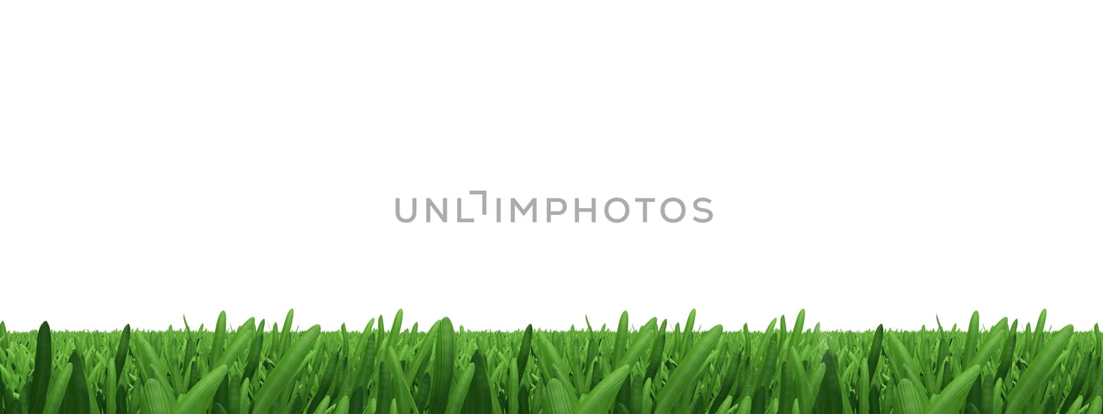 Green grass on isolated white background, close-up view