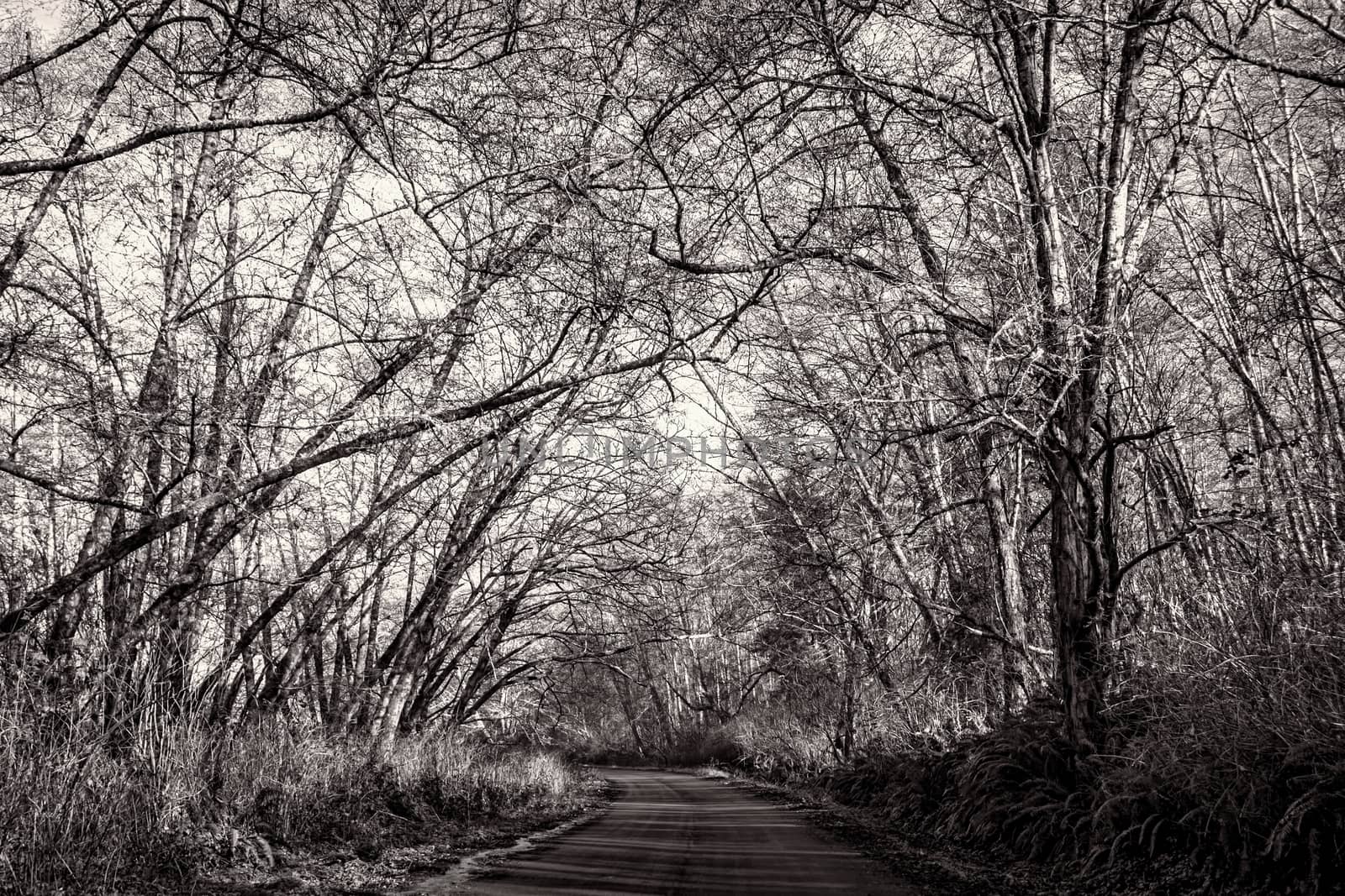 Tree Lined Road, Black and White, Landscape