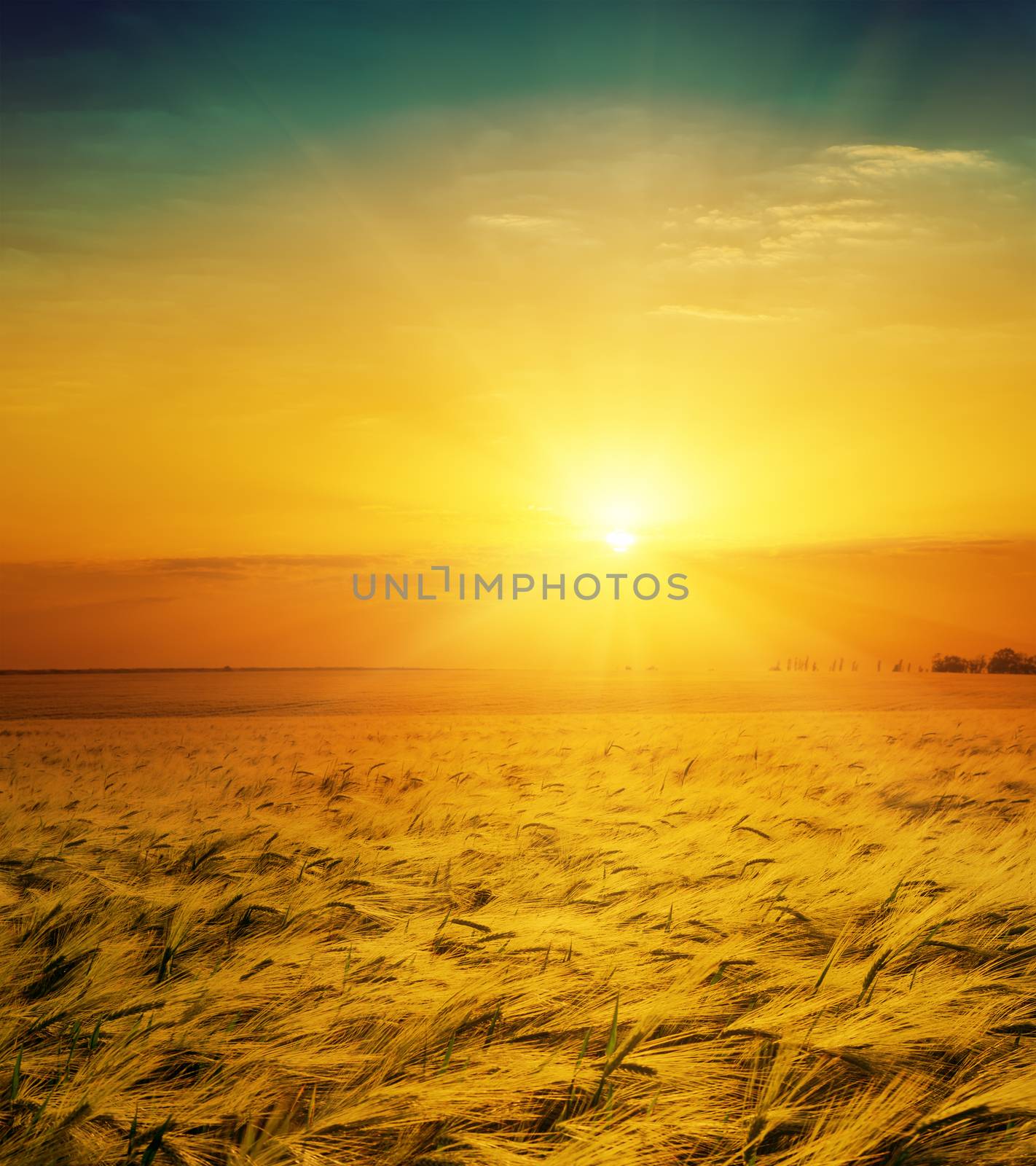 golden wheat field and sunset over it by mycola
