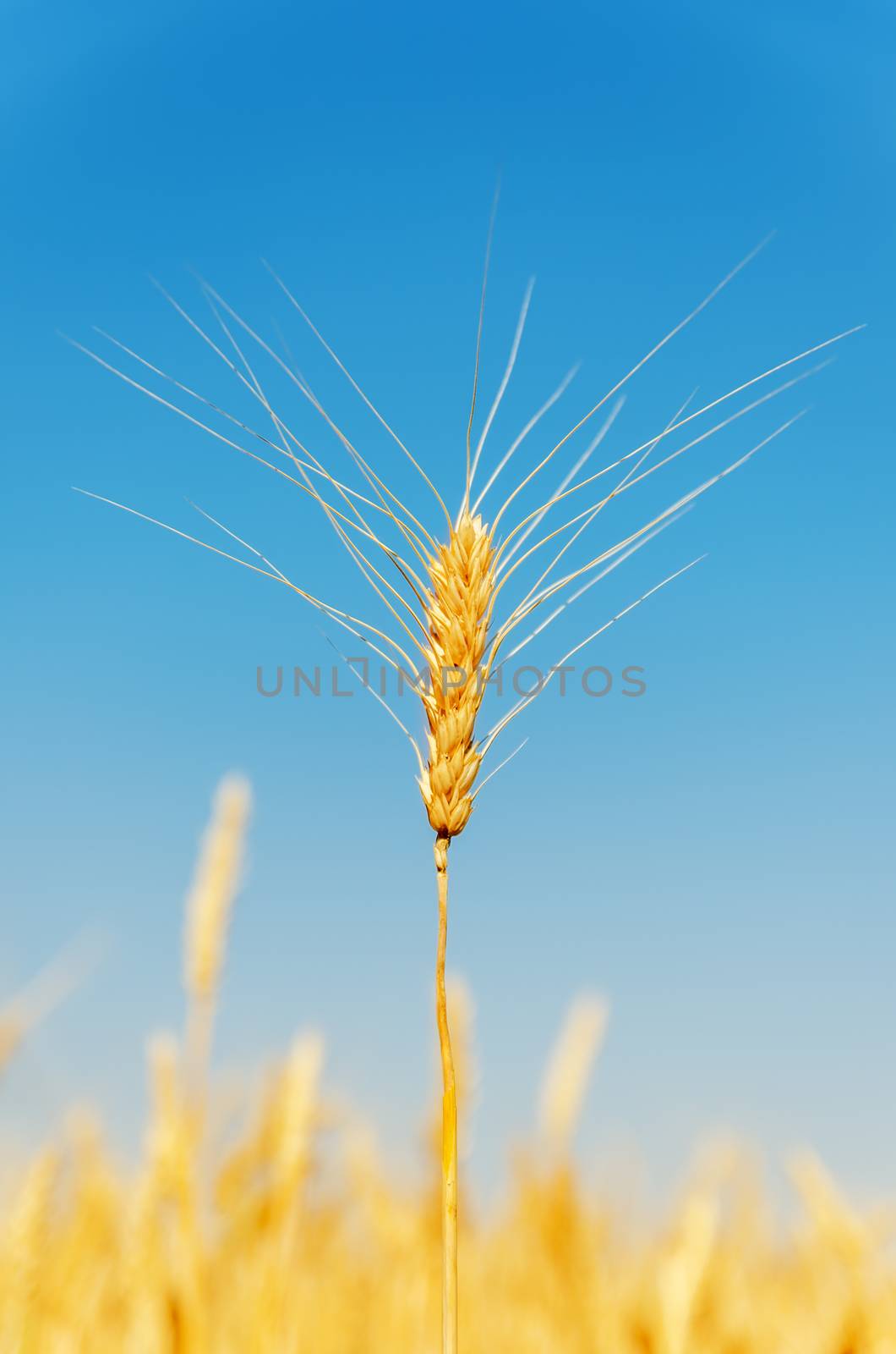 ripe harvest on field under blue sky by mycola