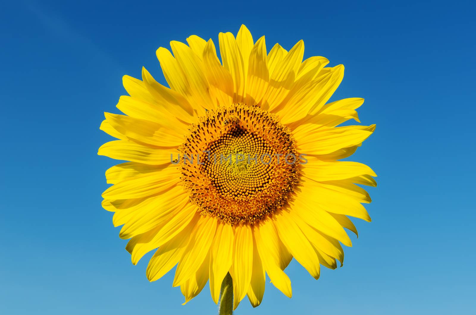 golden head of sunflower with bee and deep blue sky