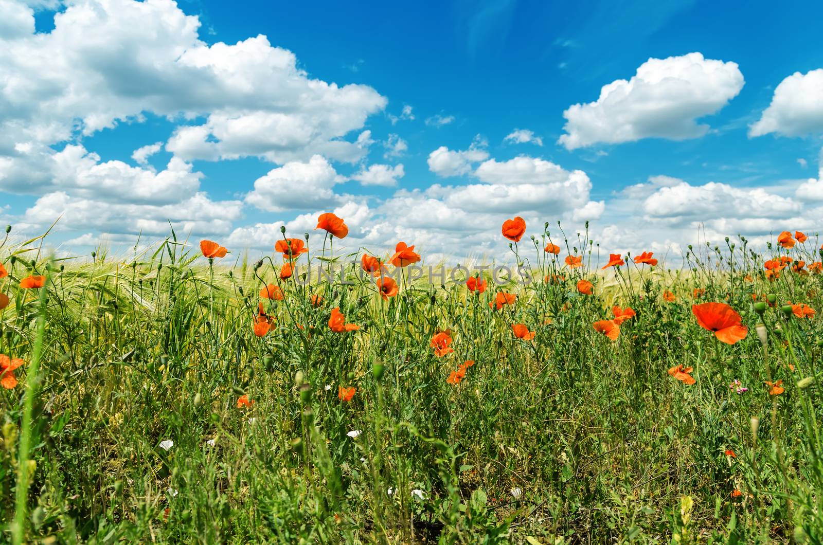 red poppies in green field under sky with clouds. soft focus on field