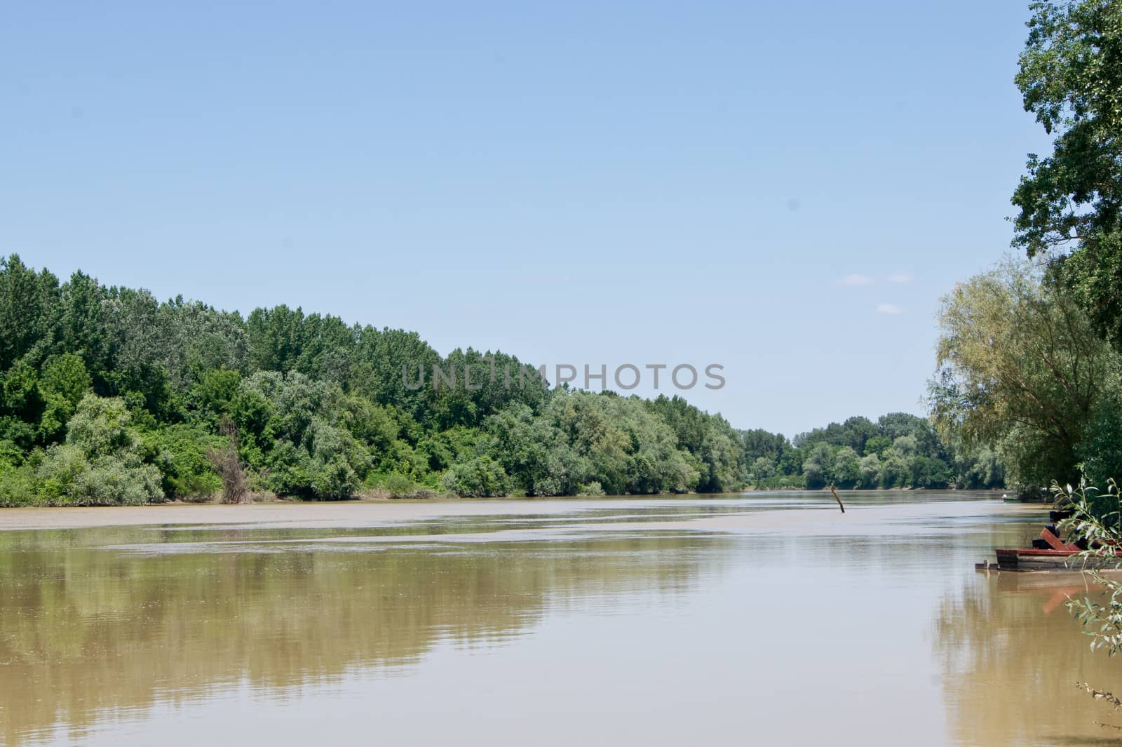 The trees are in the forest by the river.