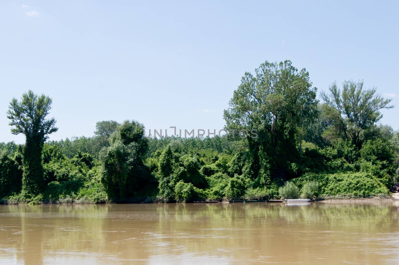 The trees are in the forest by the river.