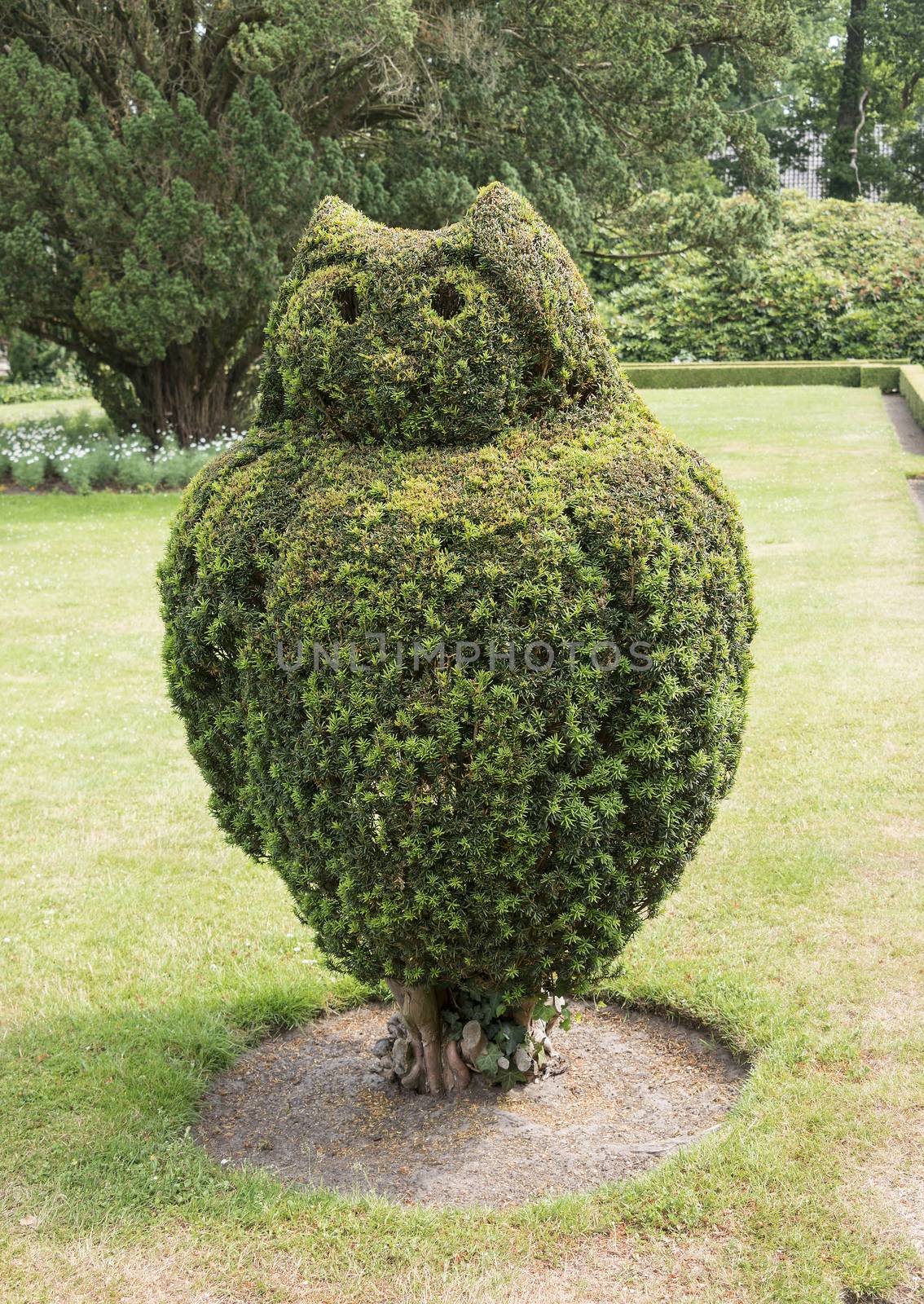 big green buxus tree in english garden pruned as an owl bird