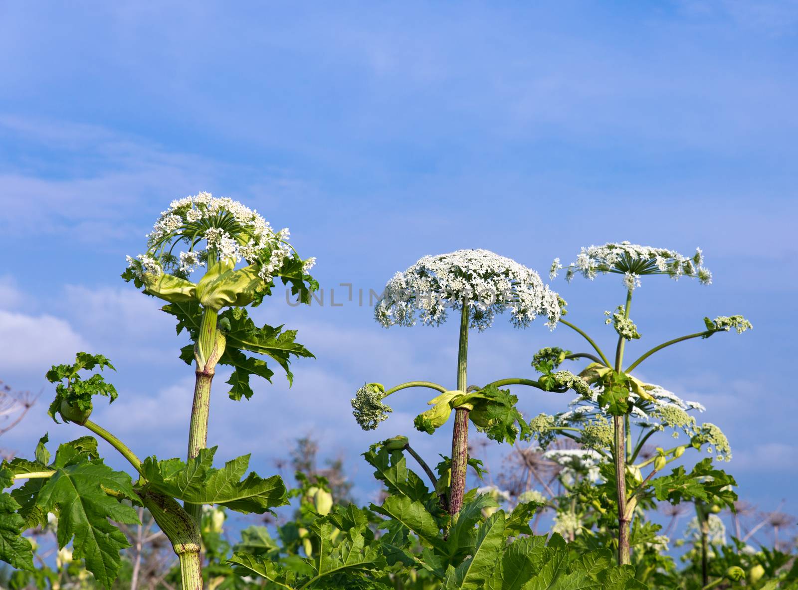 cow parsnip blossoms on blue sky background