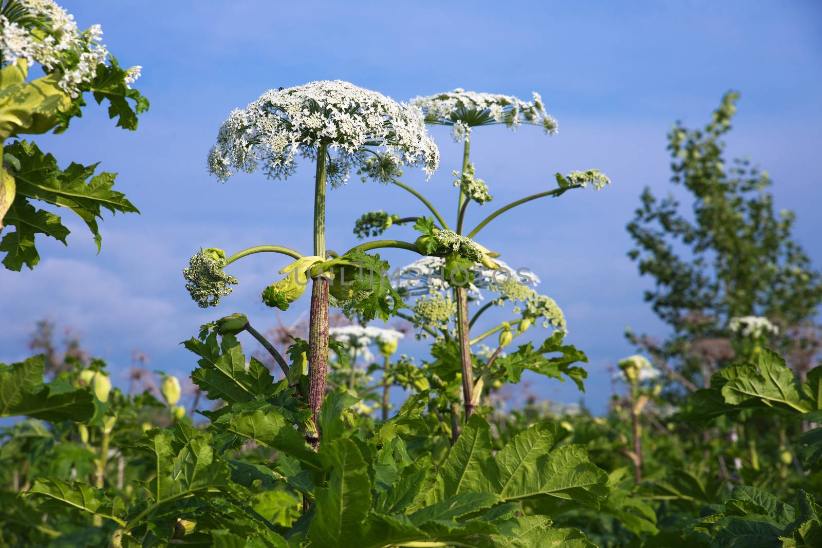 cow parsnip blossoms on blue sky background