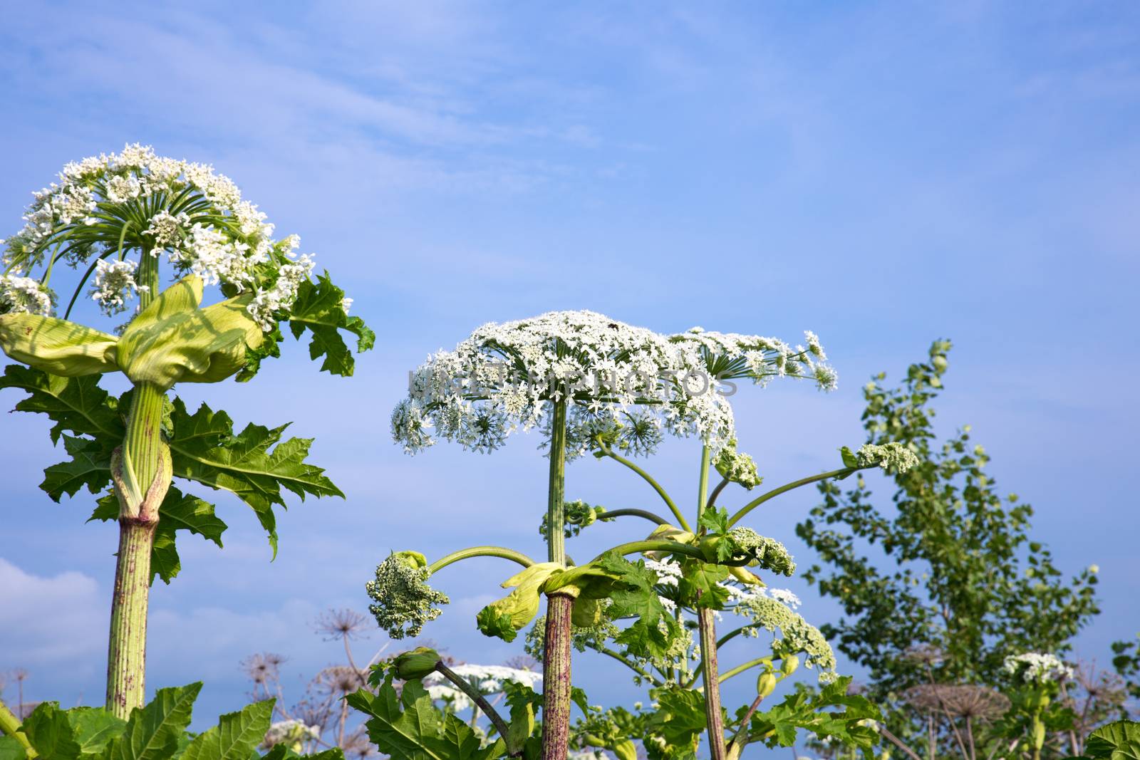 cow parsnip flowers by Mieszko9