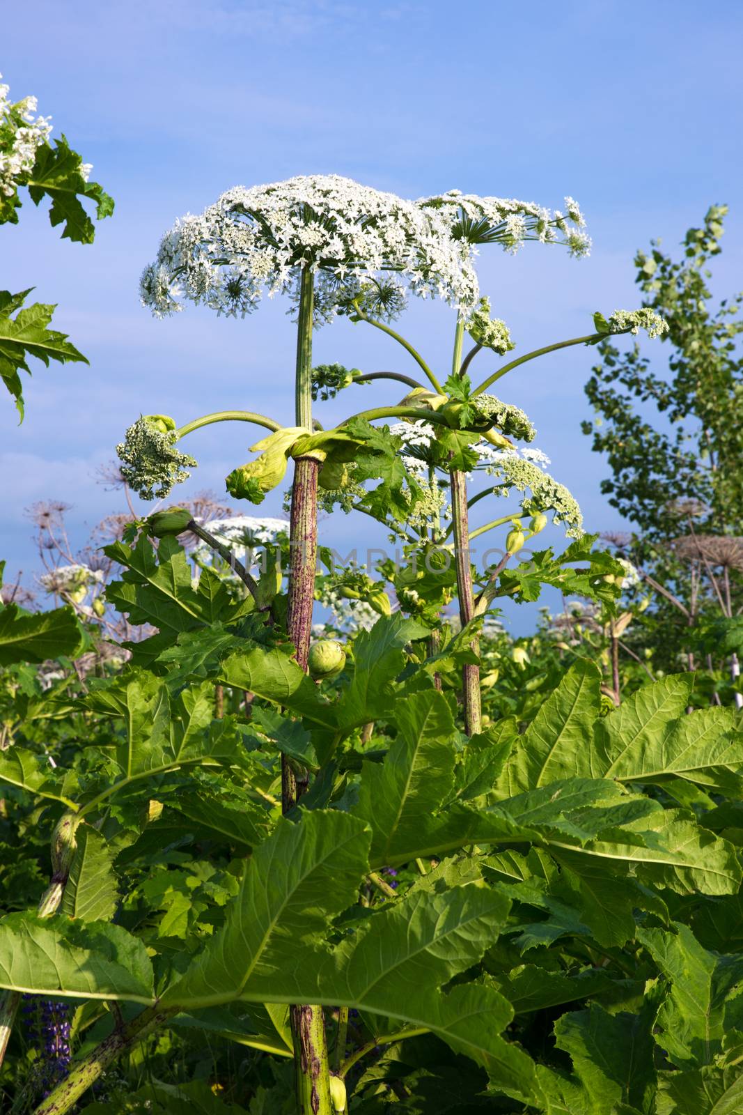 the cow parsnip plant by Mieszko9