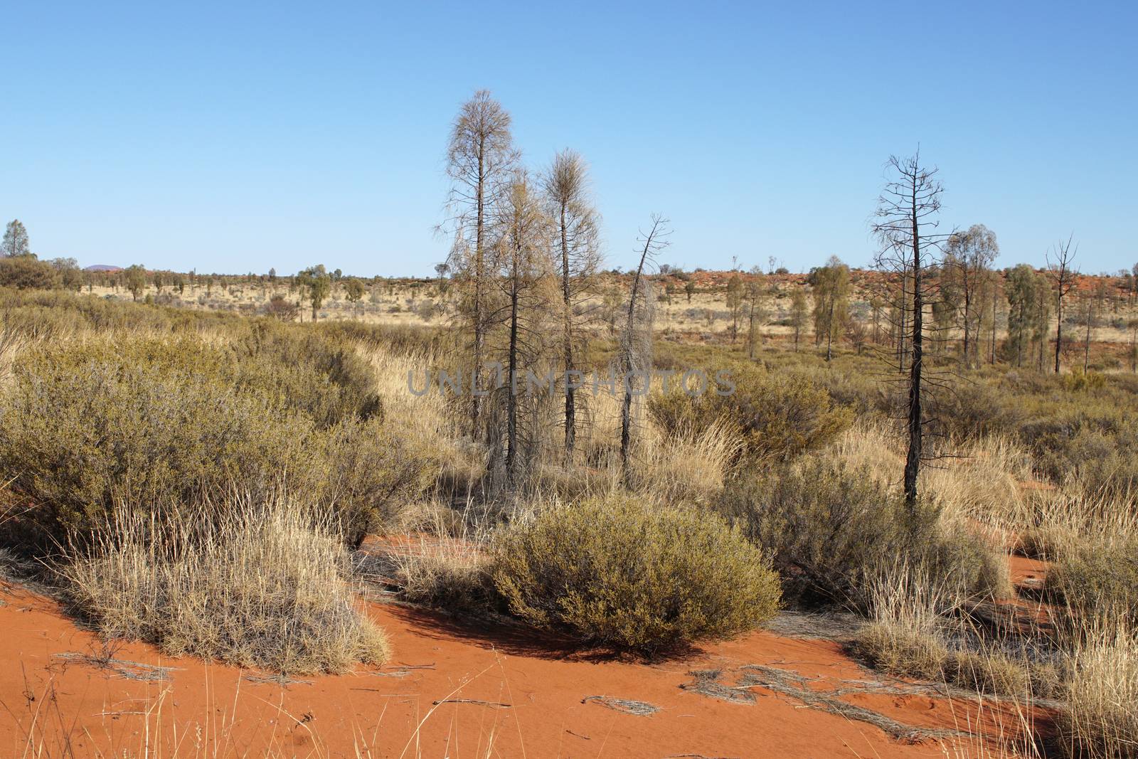 Typical flora of the outback of Australia