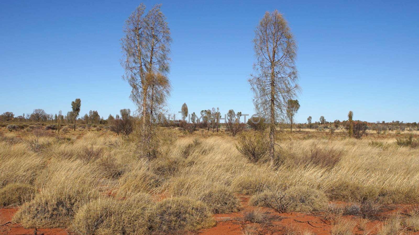 Typical flora of the outback of Australia