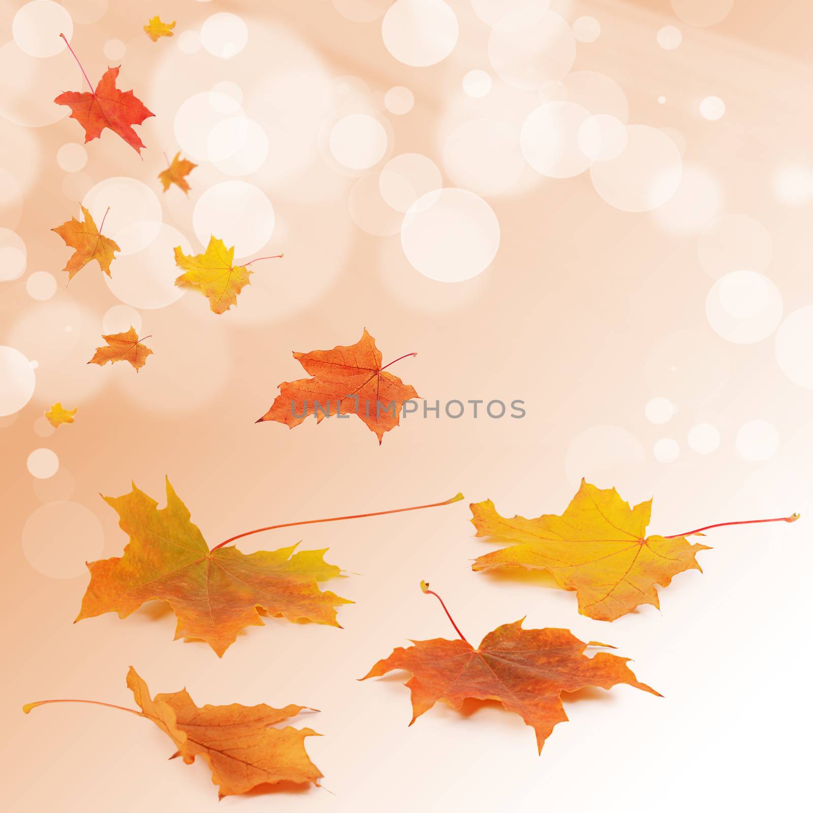 The autumn maple leaves a background by SvetaVo