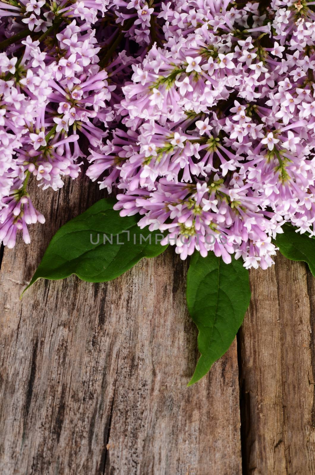 The flower pink lilac a wooden background