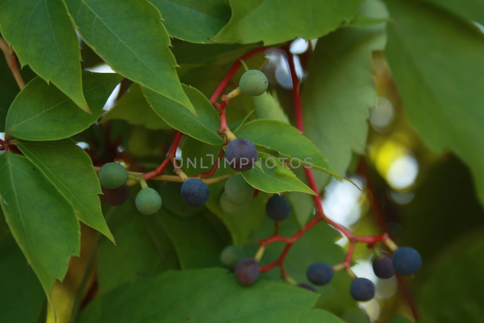 decorative grapes on a background of green leaves