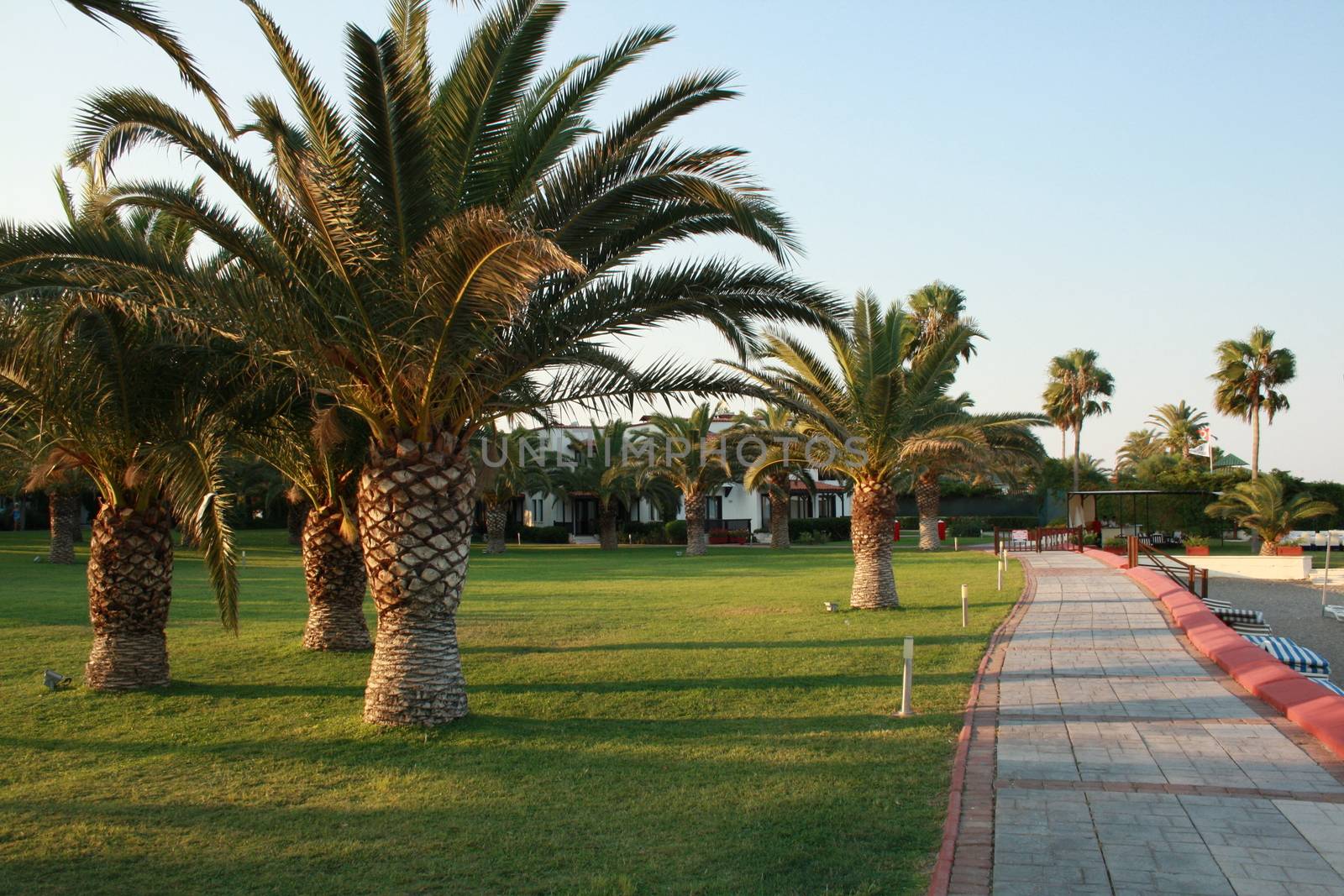 Palm trees and a walking path in a tropical garden on the sea coast