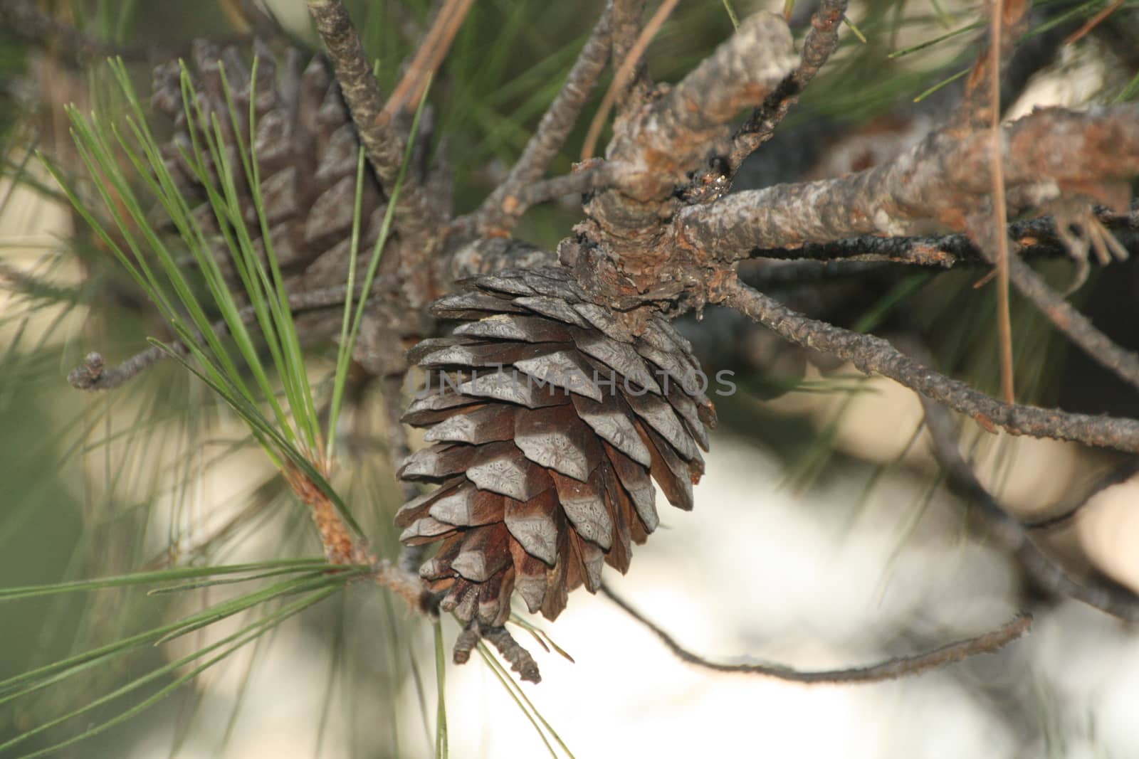 pine cone in the summer in bright sunlight