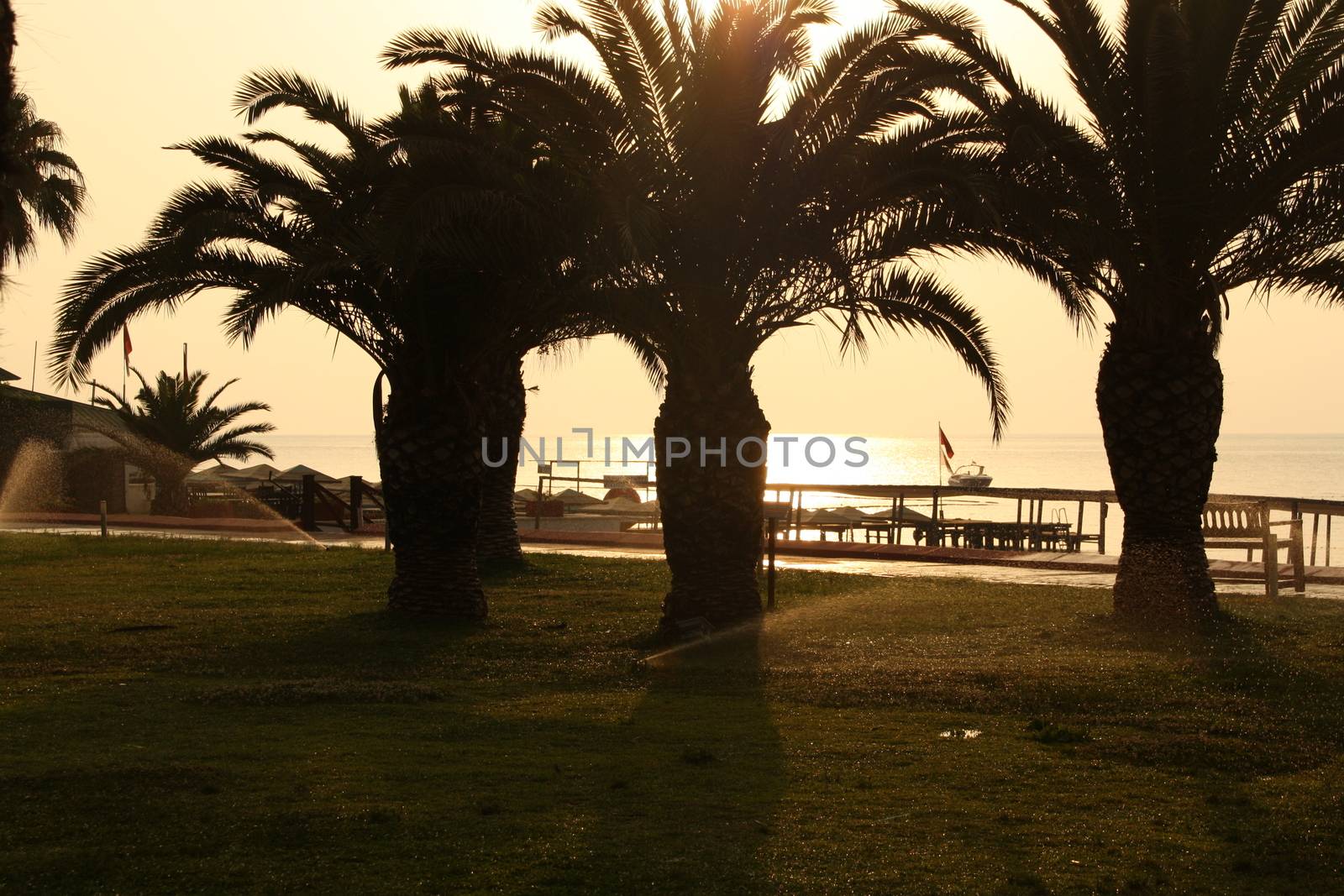 Palm trees and a walking path in a tropical garden on the sea coast