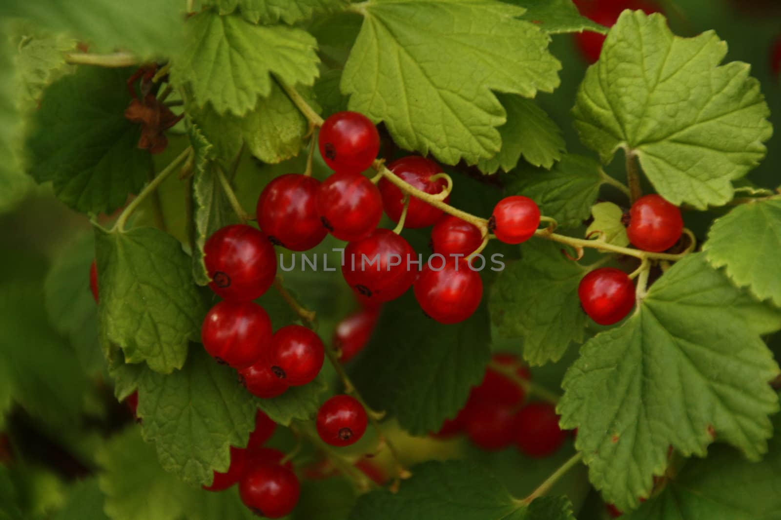 Red Currant berries  by alexx60