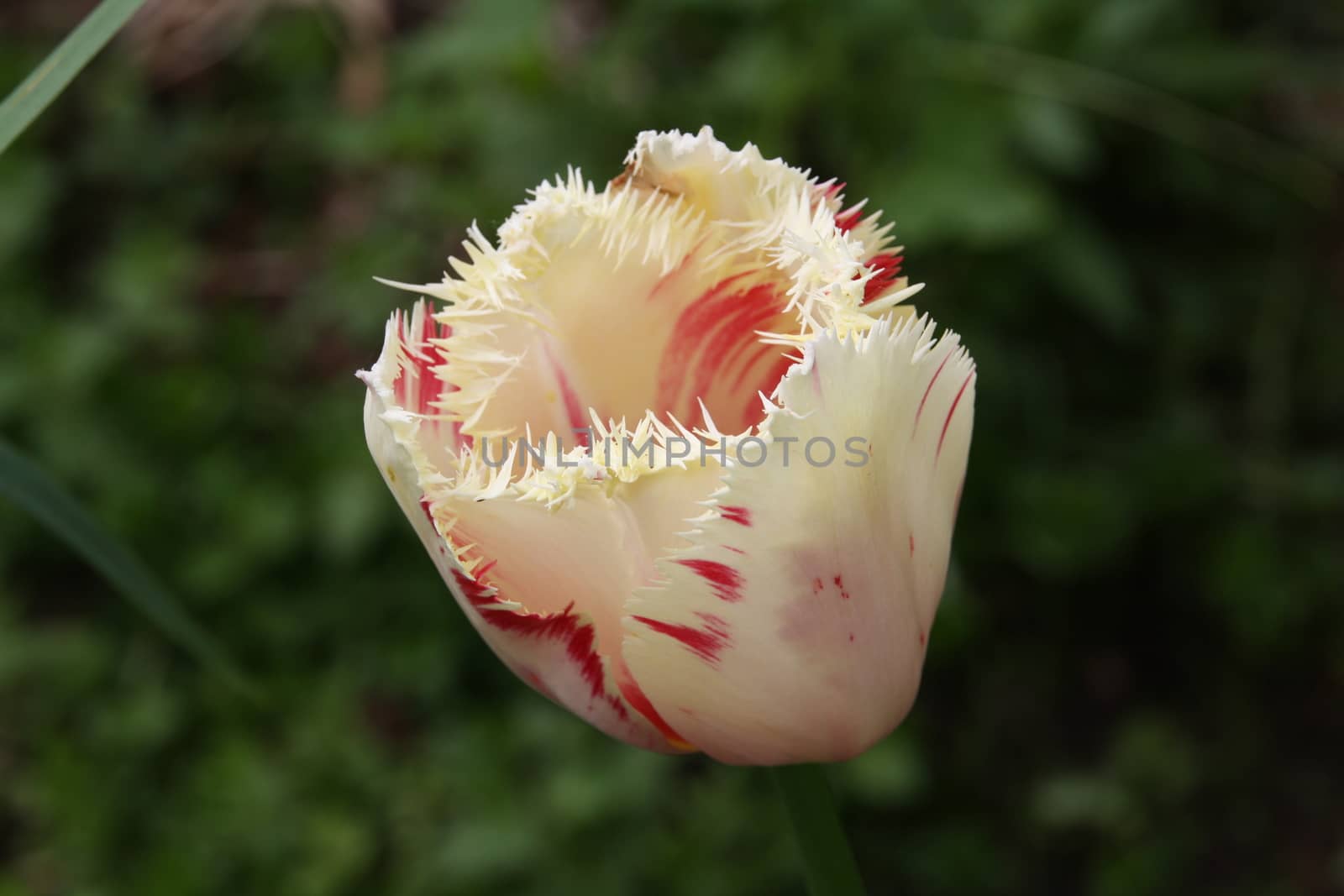 white and pink Tulip needle  by alexx60