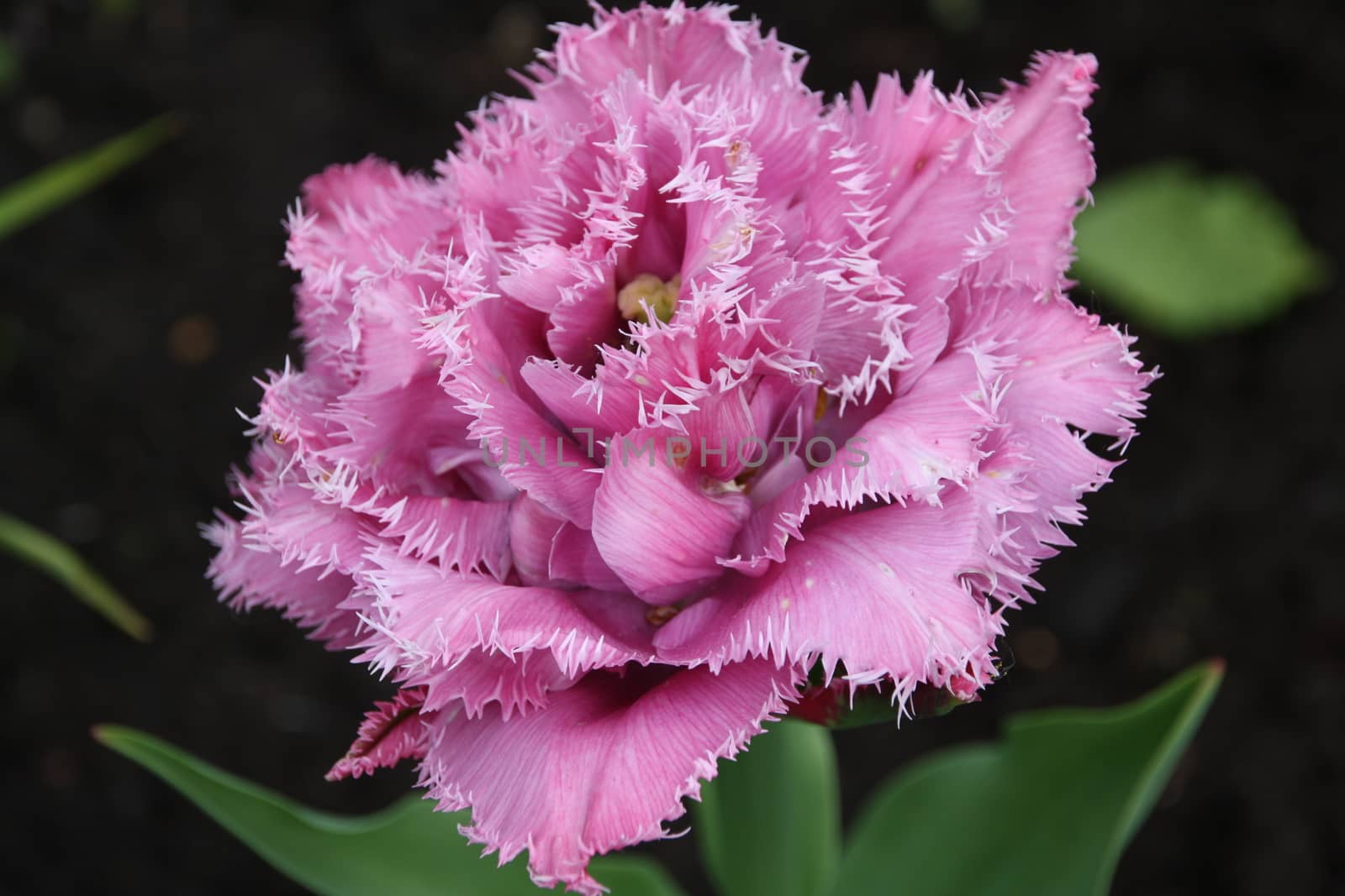 pink Tulip needle  by alexx60