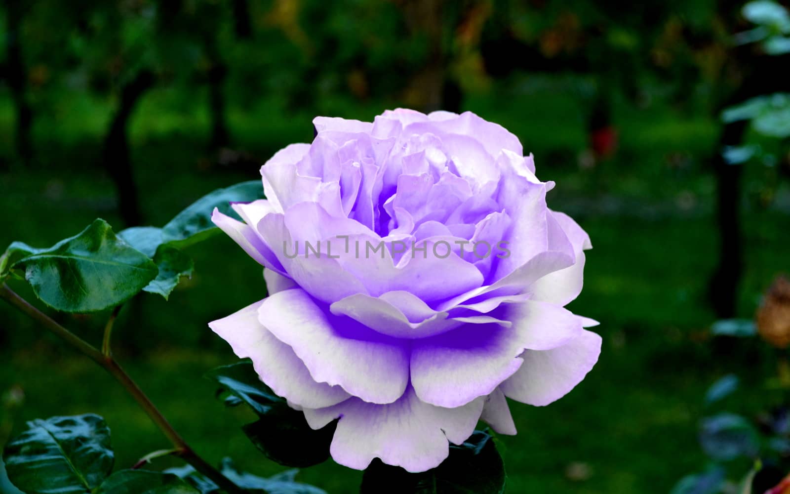 Rose purple