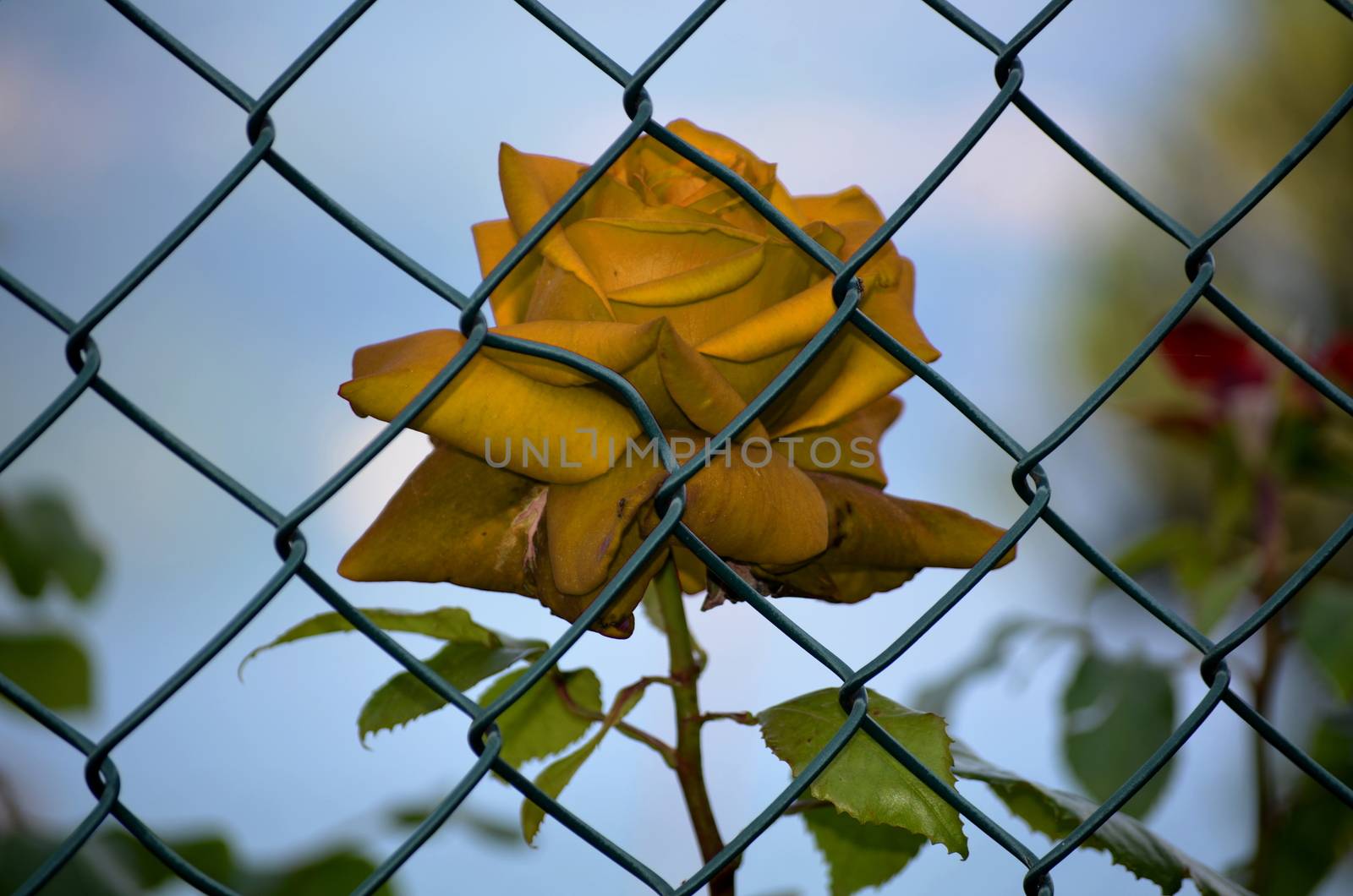 Rose imprisoned dried by inguaribile
