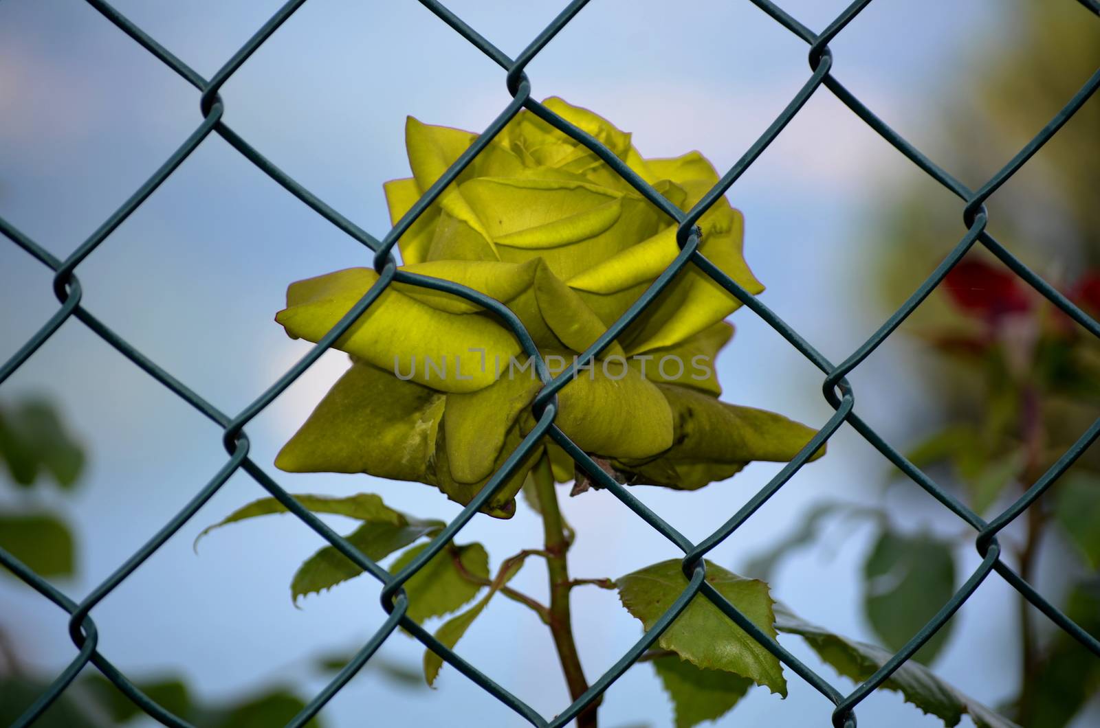 Rose imprisoned Yellow by inguaribile