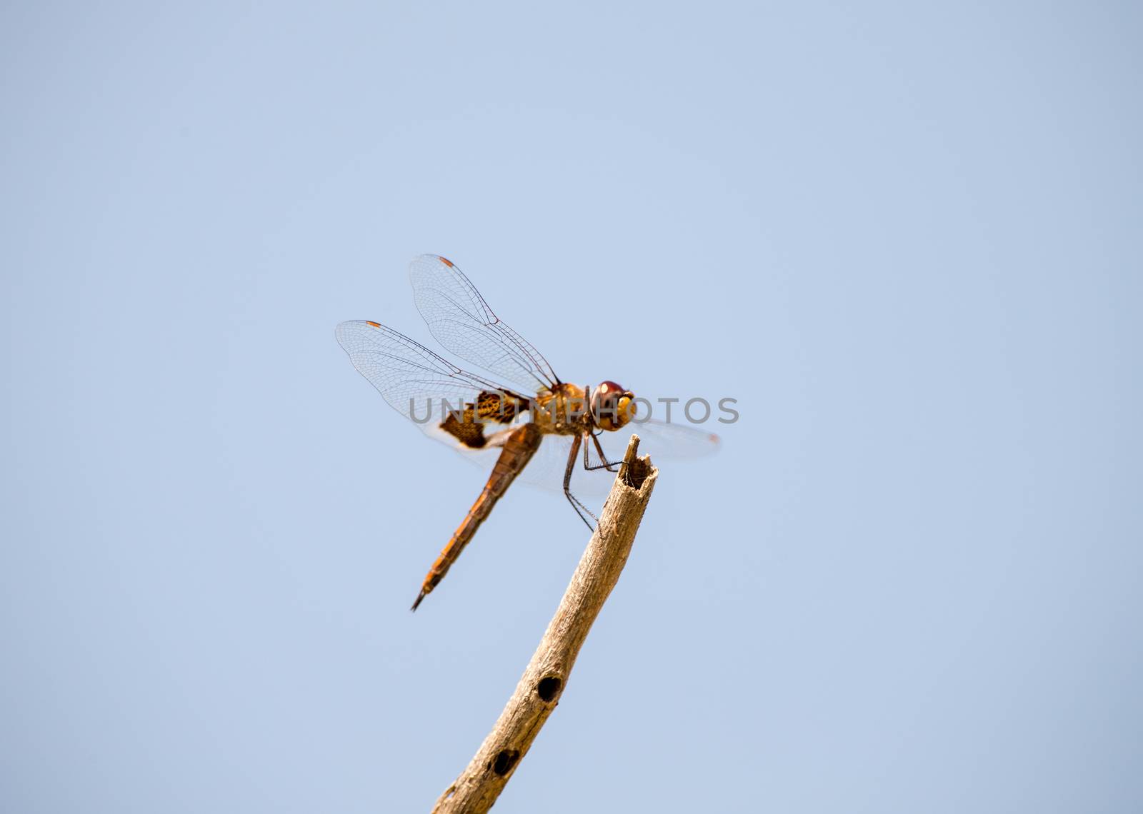 Dragonfly by thomas_males