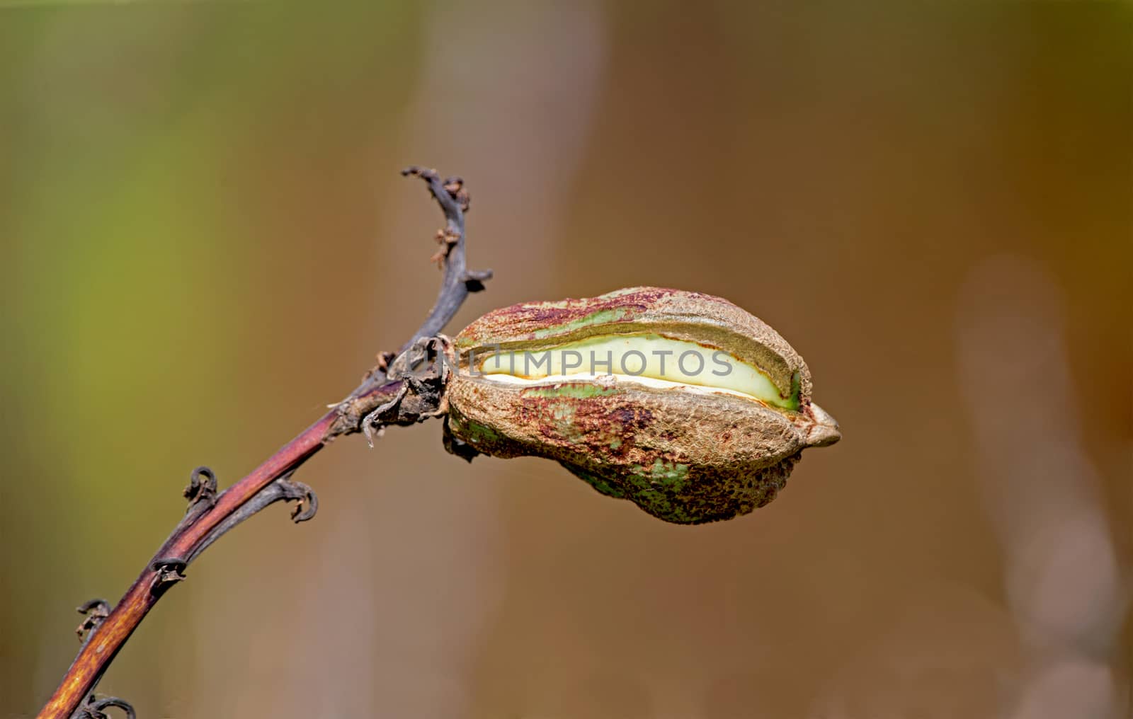 Soapweed yucca Fruit by thomas_males