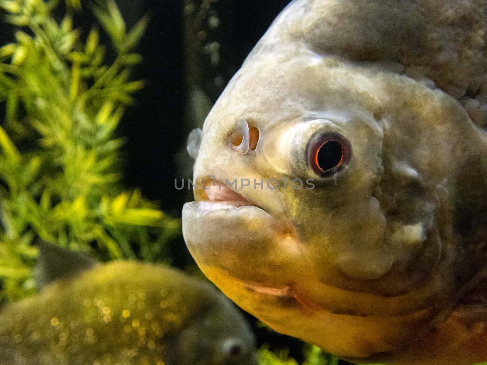 Red-bellied piranha by thomas_males