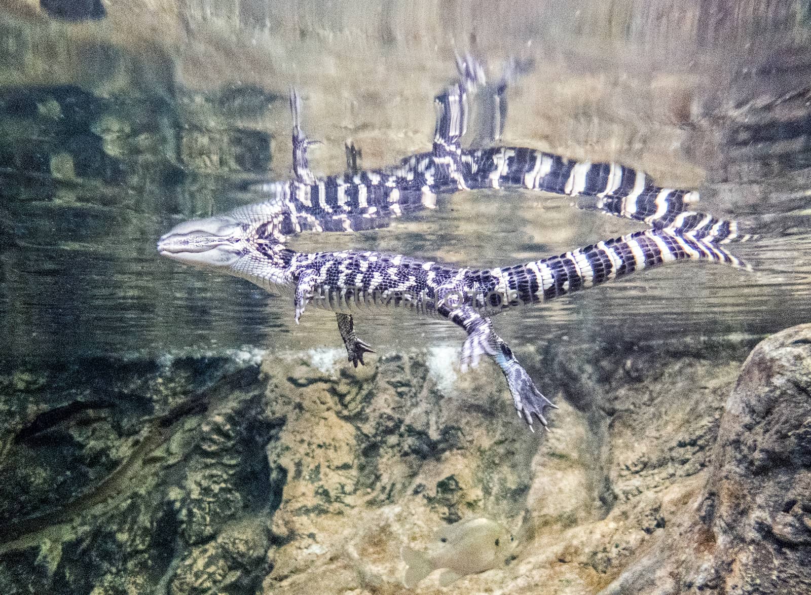 Juvenile American alligator in a body of water