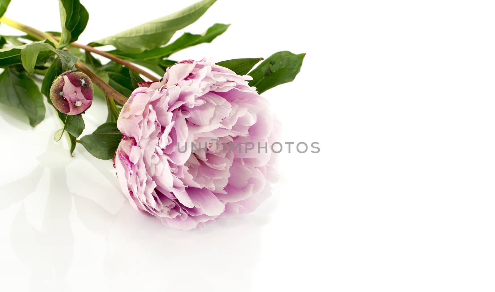 pink peony with flower bud by compuinfoto