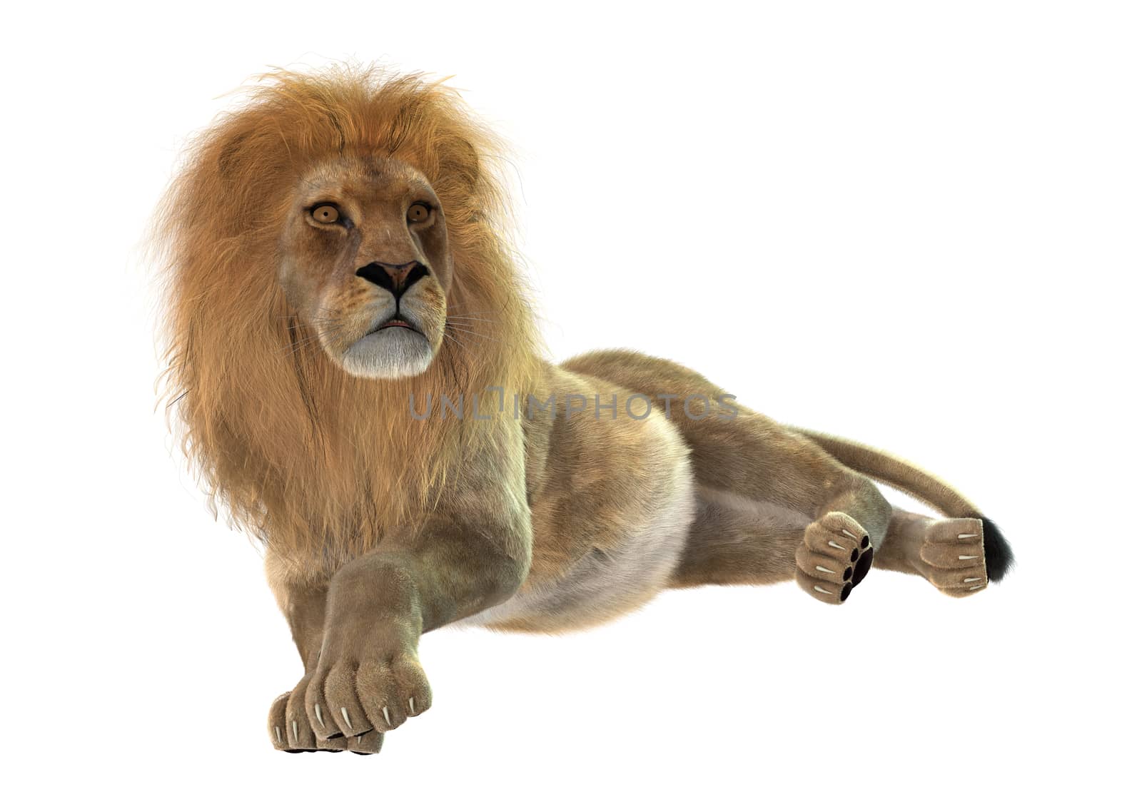 3D digital render of a male lion resting isolated on white background