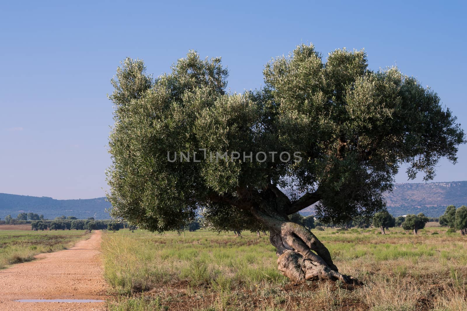 Olive tree on a dirt road