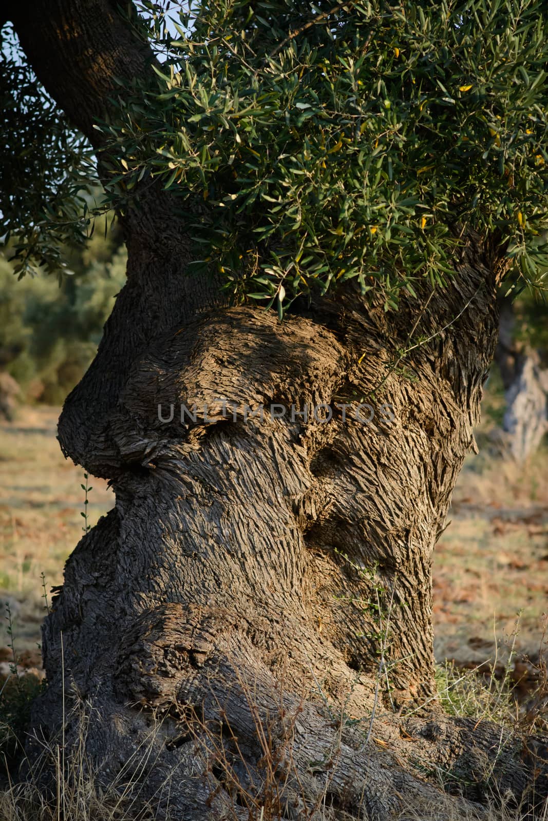 Olive trunk by cedicocinovo