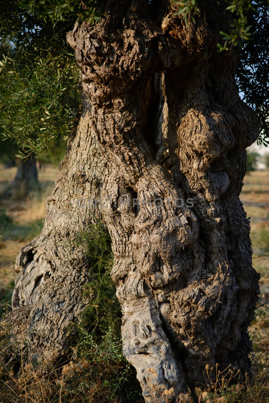 Tree trunk ancient olive tree in the land of apulia